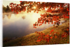 Sunrise Through Autumn Leaves by Anonymous