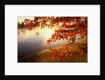 Sunrise Through Autumn Leaves by Anonymous