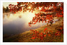 Sunrise Through Autumn Leaves by Anonymous