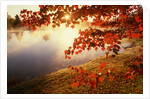 Sunrise Through Autumn Leaves by Anonymous