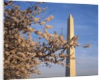 Cherry Tree near Washington Monument by Anonymous