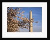 Cherry Tree near Washington Monument by Anonymous