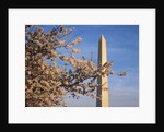 Cherry Tree near Washington Monument by Anonymous