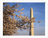 Cherry Tree near Washington Monument by Anonymous
