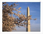 Cherry Tree near Washington Monument by Anonymous