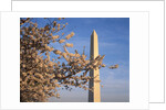 Cherry Tree near Washington Monument by Anonymous