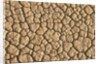 Cracked, Dry Lake Bottom Pattern in Death Valley by Anonymous