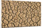 Cracked, Dry Lake Bottom Pattern in Death Valley by Anonymous