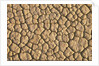 Cracked, Dry Lake Bottom Pattern in Death Valley by Anonymous