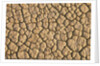 Cracked, Dry Lake Bottom Pattern in Death Valley by Anonymous