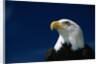 American Bald Eagle by Anonymous