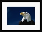 American Bald Eagle by Anonymous