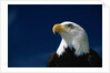American Bald Eagle by Anonymous