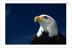 American Bald Eagle by Anonymous