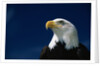 American Bald Eagle by Anonymous