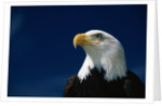 American Bald Eagle by Anonymous