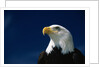 American Bald Eagle by Anonymous