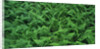 Evergreen Wood Ferns by Anonymous