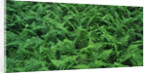 Evergreen Wood Ferns by Anonymous