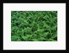 Evergreen Wood Ferns by Anonymous