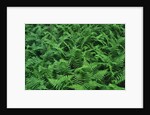 Evergreen Wood Ferns by Anonymous
