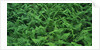 Evergreen Wood Ferns by Anonymous