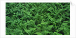 Evergreen Wood Ferns by Anonymous