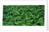 Evergreen Wood Ferns by Anonymous