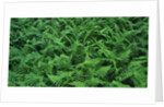 Evergreen Wood Ferns by Anonymous