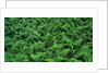 Evergreen Wood Ferns by Anonymous