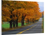 Rural Road in Autumn by Anonymous