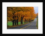 Rural Road in Autumn by Anonymous