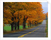 Rural Road in Autumn by Anonymous