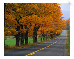 Rural Road in Autumn by Anonymous