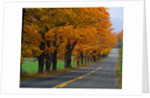 Rural Road in Autumn by Anonymous