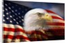Bald Eagle Head and American Flag by Anonymous