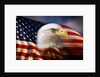 Bald Eagle Head and American Flag by Anonymous