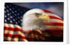 Bald Eagle Head and American Flag by Anonymous