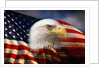 Bald Eagle Head and American Flag by Anonymous