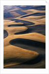 Wheat Fields of the Palouse Hills by Anonymous