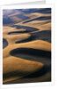 Wheat Fields of the Palouse Hills by Anonymous
