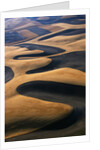 Wheat Fields of the Palouse Hills by Anonymous