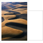 Wheat Fields of the Palouse Hills by Anonymous