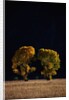 Cottonwoods in Autumn by Anonymous
