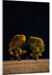 Cottonwoods in Autumn by Anonymous