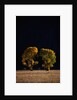 Cottonwoods in Autumn by Anonymous