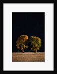 Cottonwoods in Autumn by Anonymous