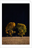 Cottonwoods in Autumn by Anonymous