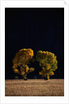 Cottonwoods in Autumn by Anonymous