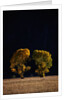 Cottonwoods in Autumn by Anonymous